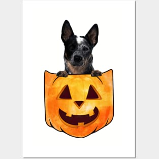 Blue Heeler Dog In Pumpkin Pocket Halloween Posters and Art